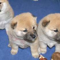 Очень красивые щенки Сиба-ину(Шиба), в Москве