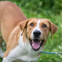 Красавец Ричи ищет дом!, в Москве