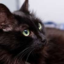 Красавица Тучка ищет заботливую семью, в Москве