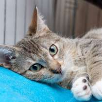 Котенок Рикки, в Москве