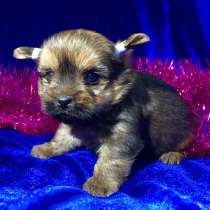 Щеночков ЙОРКШИРСКОГО ТЕРЬЕРА (ЙОРКА) продам, в Рыбинске