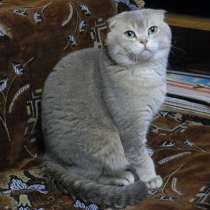 Шотландский кот на вязку, в Жуковском
