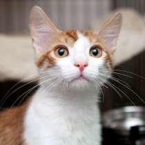 Маленький Пинки мечтает о счастливой домашней жизни, в Москве