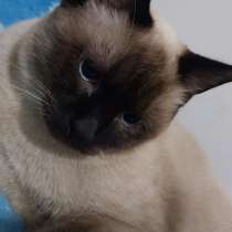 Продаю котика Чистокровный голубо глазый сиамский мальчик, в г.Ташкент