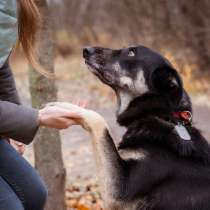 Собака-компаньон, самый преданный и трогательный мальчишка, в Москве