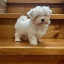 Мальтезе Щенки ПРОДАЖА, в Казани