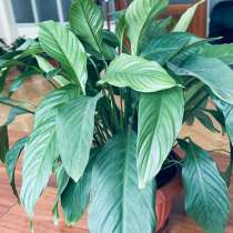 Цветы комнатные, в Красноярске