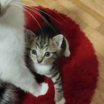 Кошка и кот ищут семью, в г.Дюссельдорф