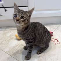 Серый котенок малыш Гномик ищет дом, в Москве