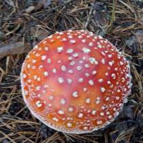 Грибы сушеные, в Рубцовске