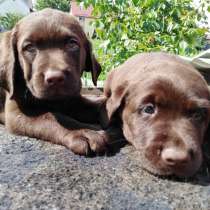 Щенки Лабрадора, в Москве