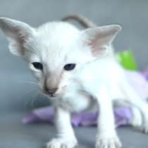 Ориентальные кошки из питомника, в Москве