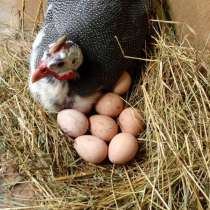 Инкубационное яйцо цесарки, в Марксе