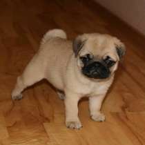 Мопсы щеночки без дефектов, в Волгограде