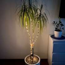 Пальма драцена, в Москве