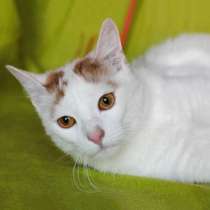 Отдам даром Милан, добрейший диванный котик в дар, в Москве