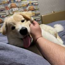 Отдам щенка, срочно!, в Красноярске