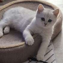 Британский короткошерстный котик, в г.Билефельд