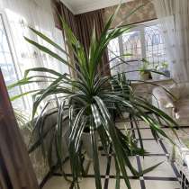 Цветочек, в Махачкале