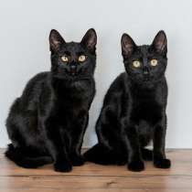 Милые чёрные котята в добрые руки, в Москве