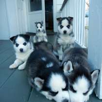 Хаски Красноярске, в Красноярске