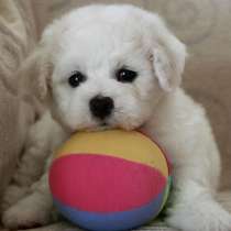 Бишон фризе Анапа, в Анапе