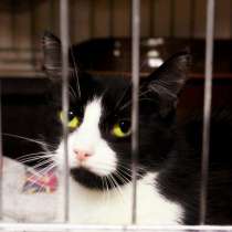 Подойдет ли вам кошечка Есения, в Москве