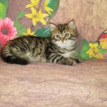 Сибирские котята, в Апрелевке