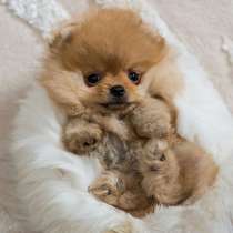 Шпиц Мурманск, в Мурманске