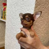 Chihuahua puppy’s, в г.Франкфурт-на-Майне