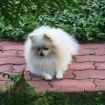 Померанский шпиц, девочка, в Москве