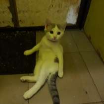 Очаровательная кошечка ищет дом, в г.Саки