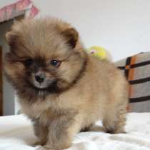 Померанский шпиц - медвежий тип, в г.Минск