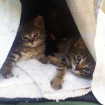 Отдам в добрые любящие руки котят, в Москве