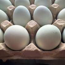 Яйцо ухейилюй инкубационное, в Георгиевске