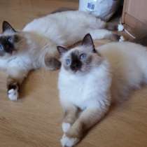 Отдам в добрые руки кошку и котика редкой породы!, в Москве