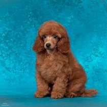 Миниатюрный пудель щенок, в г.Москва