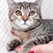 Полосатый котенок-подросток Марфушенька-душенька в дар, в Москве