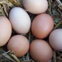 Яйцо куриное фермерское домашнее, в Санкт-Петербурге