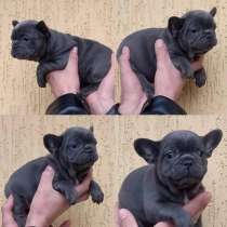 Щенки французского бульдога, в Санкт-Петербурге