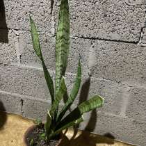 Сансевиерия (щучий хвост), в Волжске