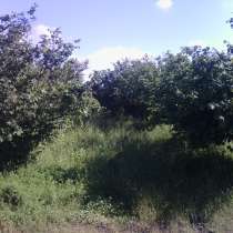 Ореховая плантация, в г.Зугдиди