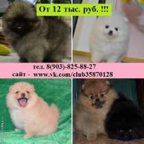 Сказочные малыши шпица разных окрасов, в Москве