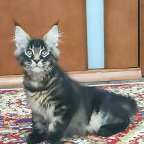 Продам котят породы Мейн-Кун, в Екатеринбурге