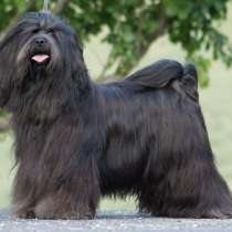 Щенки тибетского терьера в питомника, в Санкт-Петербурге