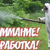 Уничтожение насекомых, в Новороссийске