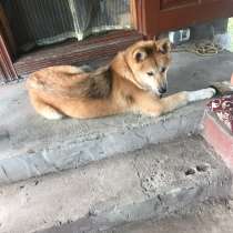 Собака в добрые руки, в Москве