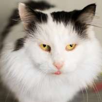 Нежная Астра мечтает обрести уютный дом, в Москве