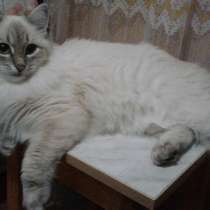 Ищу невского маскарадного кота для кошки, в Вологде