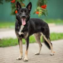 Небольшая грациозная милашка Микки ищет семью!, в Москве